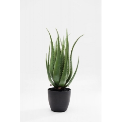 Plante décorative Aloe