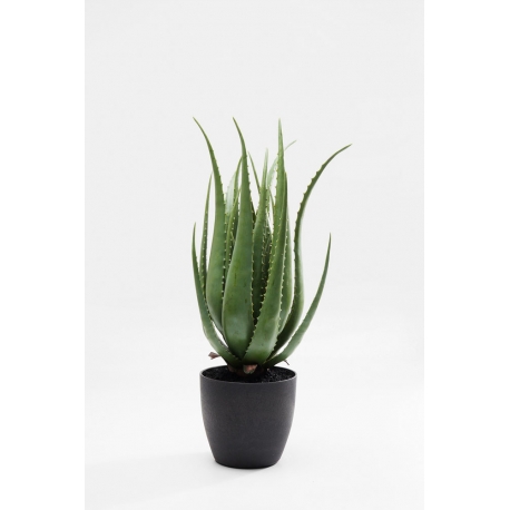 Plante décorative Aloe